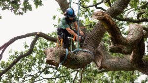 tree service